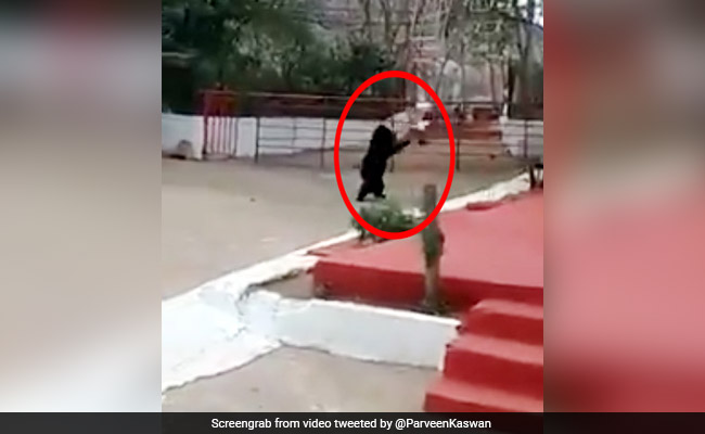 खाने की तलाश में मंदिर पहुंचा भूखा भालू, लॉकडाउन में नहीं मिला कुछ तो गुस्से में किया ऐसा... देखें Video