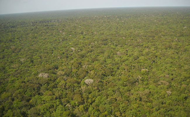 COVID-19 Reaches Amazon's Indigenous People Vulnerable To Foreign Disease