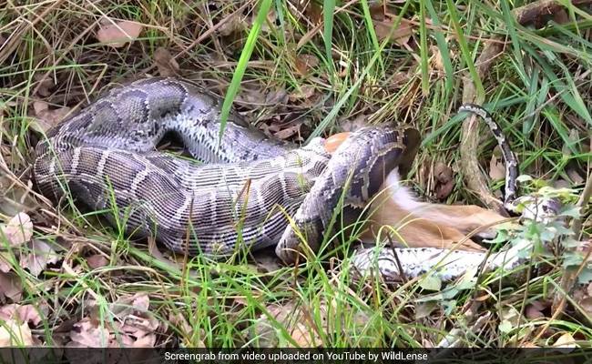 Viral Video: Python Swallows A Whole Deer Within Seconds. Internet Puzzled