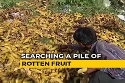 In Desperation, Migrants Pick Bananas Trashed Near Delhi Cremation Ground In Desperation, Migrants Pick Bananas Trashed Near Delhi Cremation Ground