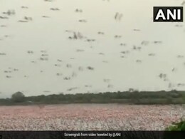 अचानक आए इतने पक्षी कि मुंबई की नदी दिखने लगी गुलाबी, सोशल मीडिया पर वायरल हुआ Video अचानक आए इतने पक्षी कि मुंबई की नदी दिखने लगी गुलाबी, सोशल मीडिया पर वायरल हुआ Video