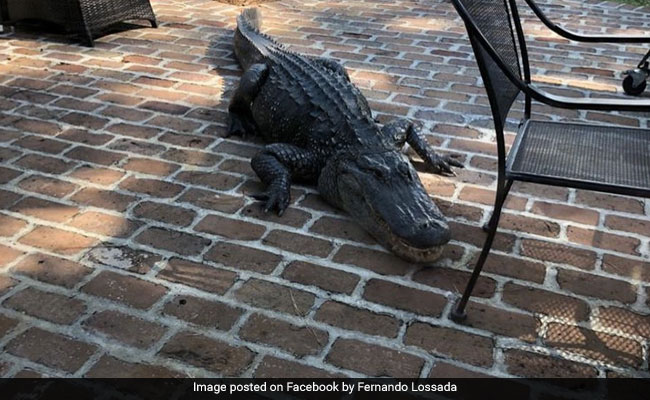 Angry Alligator Trashes Family's Backyard. Watch