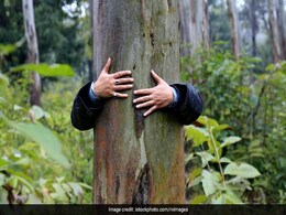 IIT दिल्ली के 2 नए ब्लॉक के लिए 157 पेड़े किए जाएंगे शिफ्ट, सरकार ने दी मंजूरी IIT दिल्ली के 2 नए ब्लॉक के लिए 157 पेड़े किए जाएंगे शिफ्ट, सरकार ने दी मंजूरी