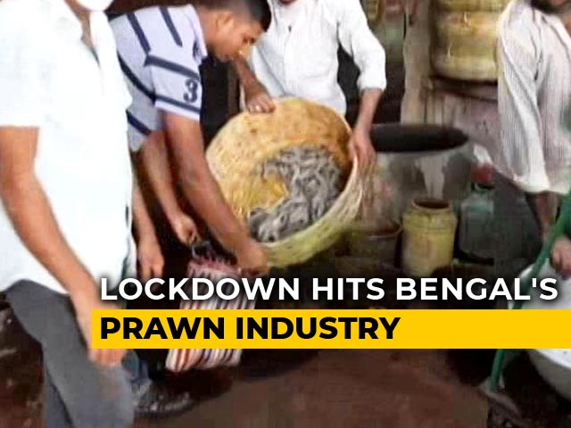 Bengal Prawn Farmers Face Troubled Times As Lockdown Stops Exports