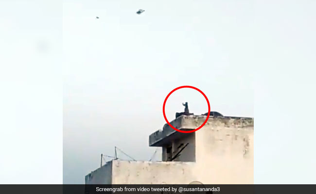 लॉकडाउन में बंदर ने उड़ाई पतंग, ऐसे हाथ से मांजा चलाकर काटी लोगों की पतंग... देखें Viral Video