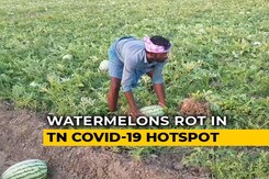 Thousands Of Acres Of Watermelon Harvest Rots In Tamil Nadu Amid Lockdown Thousands Of Acres Of Watermelon Harvest Rots In Tamil Nadu Amid Lockdown
