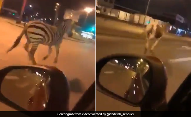 Escaped Circus Zebra, Horses Run Through Paris Streets. Watch