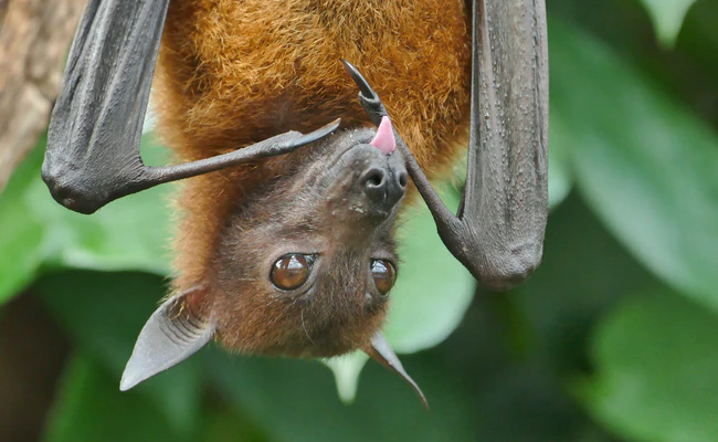 Dead Bats Found In UP's Gorakhpur, Carcasses Sent To Vet Research Institute
