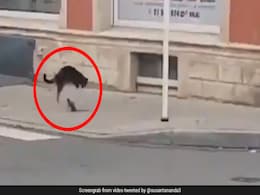 चूहे-बिल्ली के बीच हुई खतरनाक जंग, चूहे के Attack से हवा में उछल गई बिल्ली और फिर... देखें Video चूहे-बिल्ली के बीच हुई खतरनाक जंग, चूहे के Attack से हवा में उछल गई बिल्ली और फिर... देखें Video