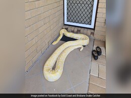 Woman Finds 14-Foot Python On Her Doorstep. See Viral Pics Woman Finds 14-Foot Python On Her Doorstep. See Viral Pics