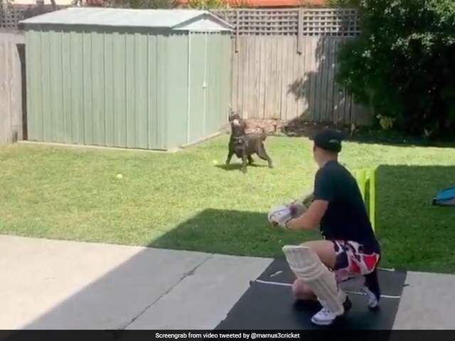 Watch: Marnus Labuschagnes Pet Dog Pulls Off Impressive Catch In Slips Watch: Marnus Labuschagnes Pet Dog Pulls Off Impressive Catch In Slips