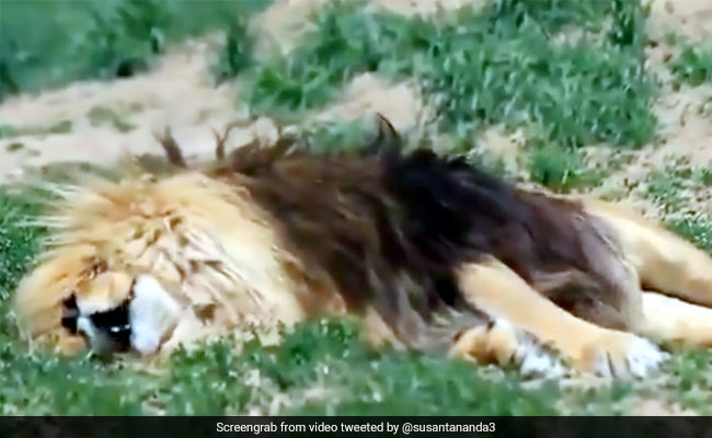 शेर ने सोते हुए लिए दहाड़ से भी तेज खर्राटे, सोशल मीडिया पर तेजी से वायरल हो रहा Video