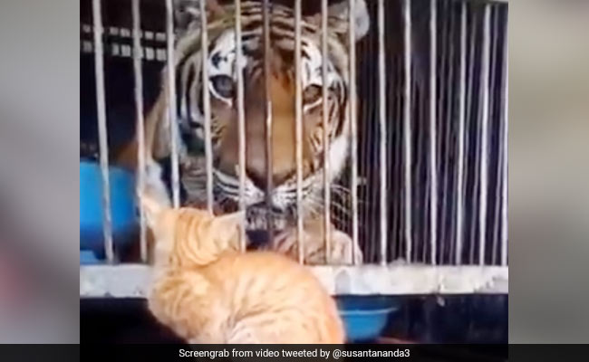 पिंजरे में बैठे बाघ पर बिल्ली ने मारा ऐसा झपट्टा, देखते ही बड़े से जानवर ने किया ऐसा... देखें Video