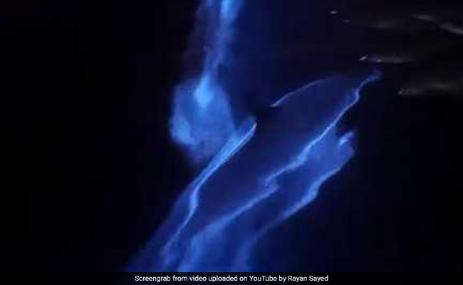 समुद्र में अचानक चमकने लगीं Dolphins, ऐसे लगाती दिखीं गोते - वायरल हुआ Video