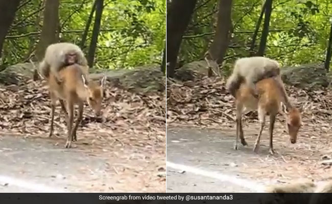 Lazy Monkey Hitches A Ride On Deer's Back In This Hilarious Video
