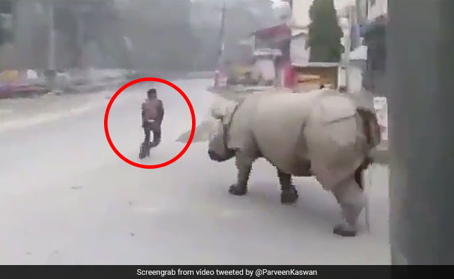 Rhino Takes To The Streets, Chases A Man Away In Viral Video