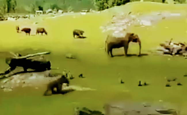 खेलने के दौरान गिरा हाथी का बच्चा तो मां आई पास और फिर... देखिए Viral Video