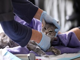 Cats Can Catch Coronavirus, Study Finds, Prompting WHO Investigation Cats Can Catch Coronavirus, Study Finds, Prompting WHO Investigation