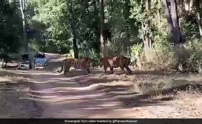 Two Tigers Fight Over Territory In Dramatic Footage