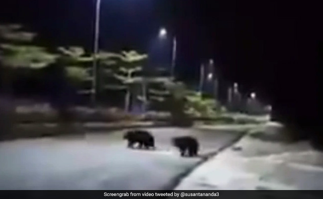 Lockdown के बीच सड़कों पर घूमते दिखे भालू, Viral Video देख लोग रह गए हैरान, दिए मजेदार रिएक्शन