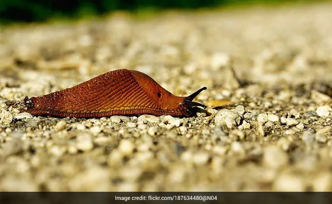 How Tiny Insect Stopped Dozens Of Trains, Delayed 12,000 People In Japan