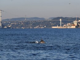 Coronavirus: Dolphins Swim Close To Turkey Shore Amid Lockdown. Here's Why Coronavirus: Dolphins Swim Close To Turkey Shore Amid Lockdown. Here's Why