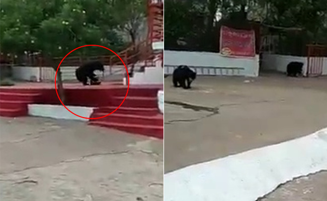 Bears At Temple, Once Dependent On <i>Prasad</i>, Search For Food Amid Lockdown
