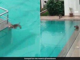 Viral Video: Monkeys Enjoy A Pool Party In Mumbai As Humans Stay In Viral Video: Monkeys Enjoy A Pool Party In Mumbai As Humans Stay In