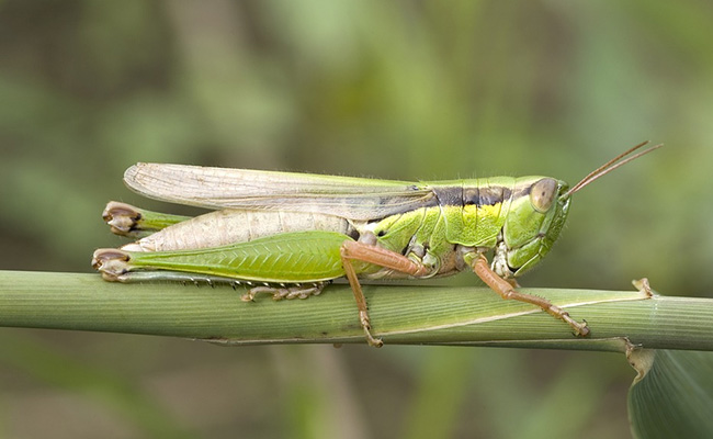 Jaisalmer On High Alert Over Locust Attacks
