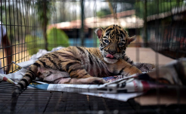 "Name Of Hope": Tiger In Mexico Zoo Named Covid. Watch