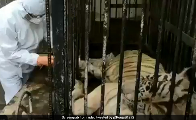 दिल्ली की चिड़ियाघर में हुई बाघिन की मौत, तो भड़कीं आलिया भट्ट की बहन, बोलीं- हम मनोरंजन के लिए जानवरों को... दिल्ली की चिड़ियाघर में हुई बाघिन की मौत, तो भड़कीं आलिया भट्ट की बहन, बोलीं- हम मनोरंजन के लिए जानवरों को...