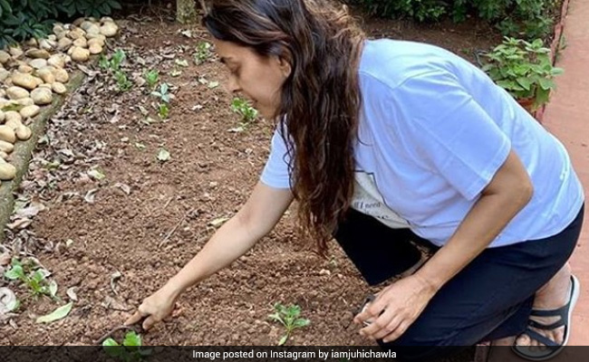 जूही चावला ने अपने खेत में बोए टमाटर और मेथी, बोलीं- देखते हैं क्या होता है, Photo वायरल