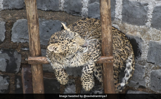 Leopard Trapped In Well Rescued Using Ladder In Madhya Pradesh