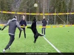 कुत्ते ने गजब अंदाज में खेला वॉलीबॉल, लोगों ने कहा- अदभुत..देंखे  Viral Video कुत्ते ने गजब अंदाज में खेला वॉलीबॉल, लोगों ने कहा- अदभुत..देंखे  Viral Video