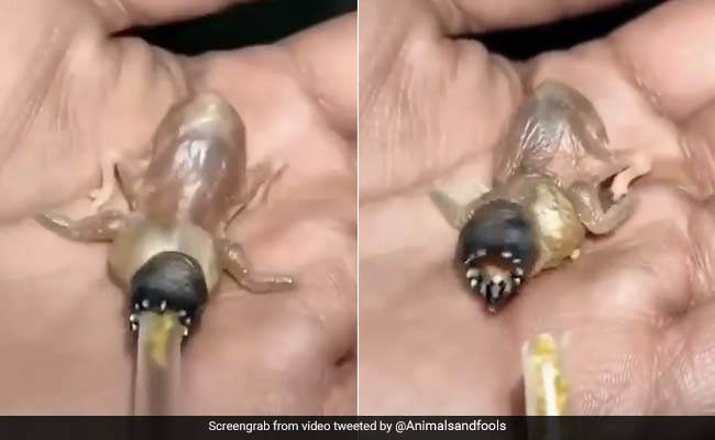 Odd-Looking Creature Reminds Twitter Of Demogorgon. Can You Guess What It Is?