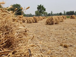 पंजाब के किसानों ने रबी फसलों की बिक्री के लिए सीधे अपने बैंक खातों में भुगतान प्राप्त किया पंजाब के किसानों ने रबी फसलों की बिक्री के लिए सीधे अपने बैंक खातों में भुगतान प्राप्त किया