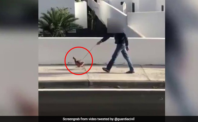 People Are Walking Hens, Fish Bowls To Bypass Spain's Stay-At-Home Orders