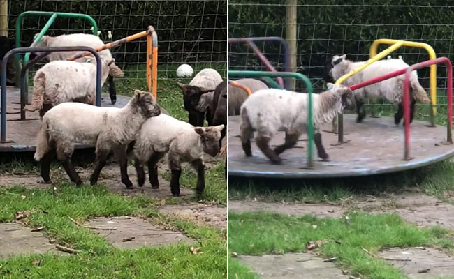 Playful Lambs Spin On A Merry-Go-Round In This Adorable Video