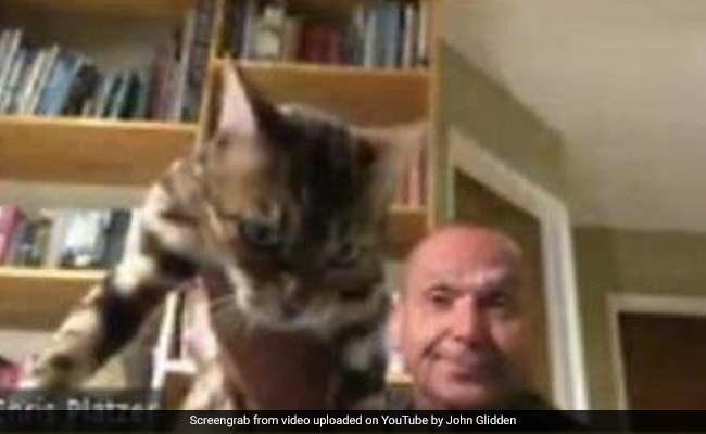 US Official Resigns After Drinking Beer, Throwing Cat During Zoom Meeting
