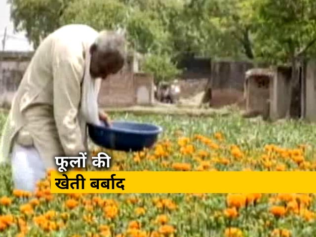 लॉकडाउन ने बढ़ाई फूल व्यापारियों की मुश्किलें, किसानों पर आई आफत