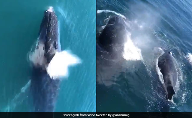 Fact-Checked: Viral Video Claims To Show Whales At Bombay High. Is It True?
