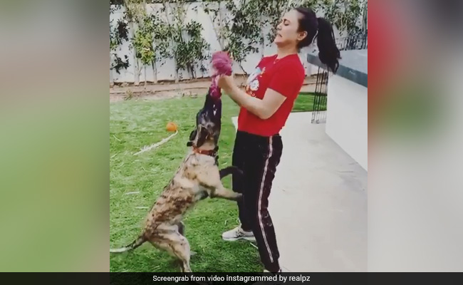 प्रीति जिंटा ने अपने डॉगी को बना लिया वेट लिफ्टिंग का सामान, तो फैन्स को आ गया गुस्सा...देखें Video
