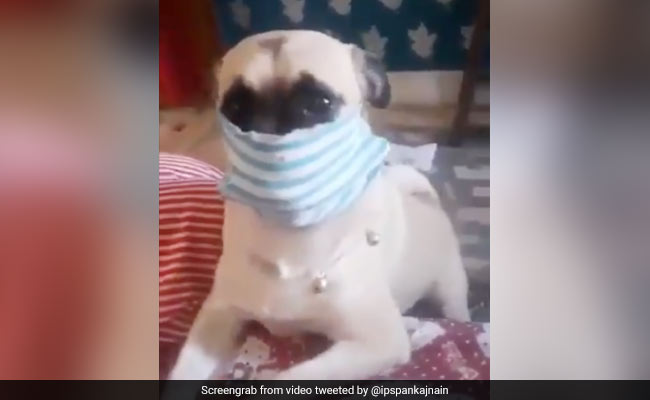 कुत्ते ने गजब अंदाज में चेहरे पर लगाया मास्क, IPS ने वीडियो शेयर कर लिखा- 'ये कर सकता है तो...' देखें Video