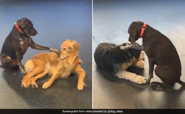 Meet Ruby, The Dog Who Loves Petting Other Dogs. Video Will Make Your Day