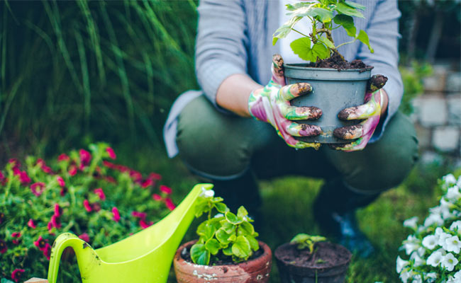 5 Vegetables To Grow In Your Container Garden