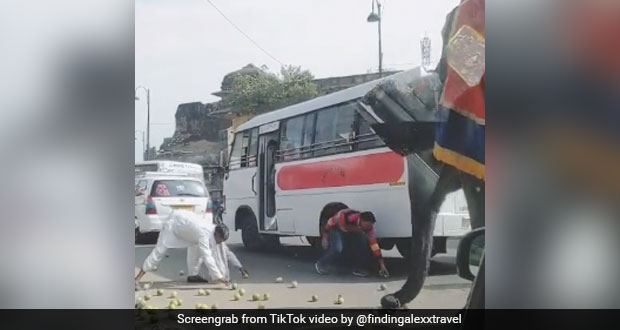 Hilarious TikTok Video Of Elephant Stealing Fruits Goes Viral. Seen It Yet?