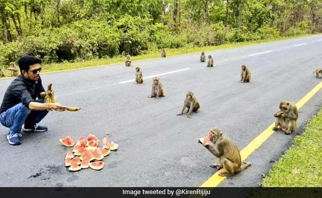 A Troop Of Monkeys Teaches Social Distancing In Kiren Rijiju's Pic
