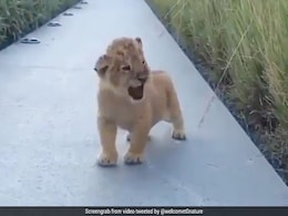 शेर के बच्चे का खूबसूरत वीडियो हुआ वायरल, लोग कहने लगे 'Real Simba' शेर के बच्चे का खूबसूरत वीडियो हुआ वायरल, लोग कहने लगे 'Real Simba'