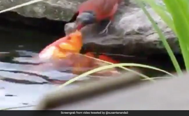 चिड़िया ने खिलाया मछलियों को खाना, हवा में उछलकर ऐसे झपट्टा मारकर मुंह से निकाला खाना... देखें Video