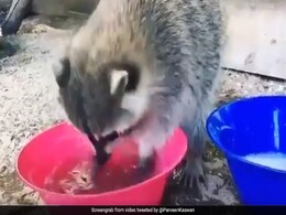 कोरोनावायरस से रहना है दूर तो रैकून से सीखे 'हैंड वॉश' करने का सही तरीका, वायरल हो रहा है Video कोरोनावायरस से रहना है दूर तो रैकून से सीखे 'हैंड वॉश' करने का सही तरीका, वायरल हो रहा है Video